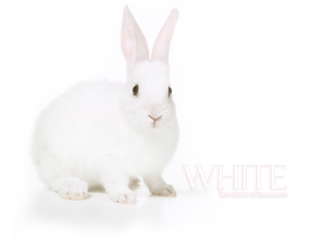 white4